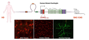 Huntington's mouse model graphic