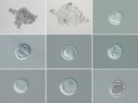 Development of Embryos from Fatu's Eggs
