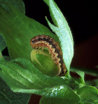 Bollworm on Cotton Plant
