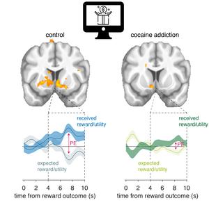 Whole-brain tracking of cocaine and sugar rewards processing