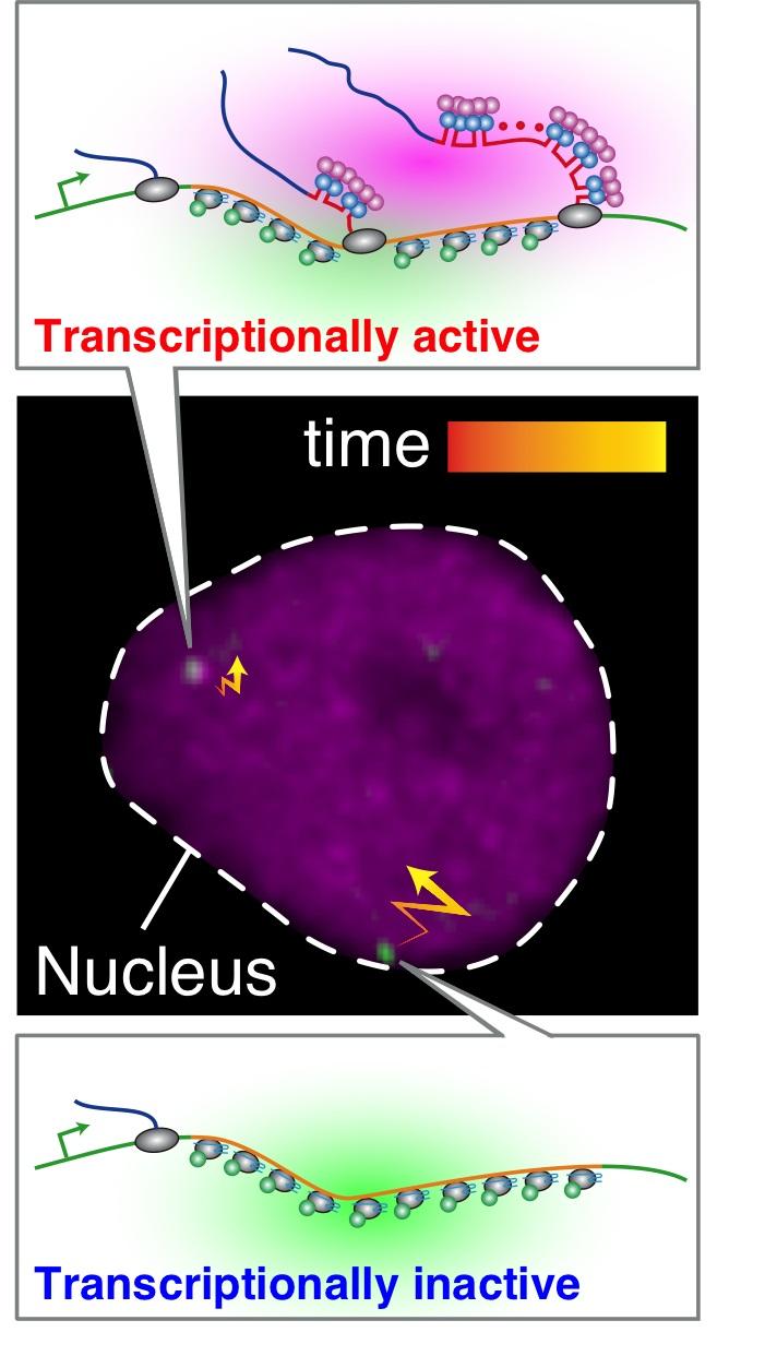 Schematic Representation of the ROLEX System