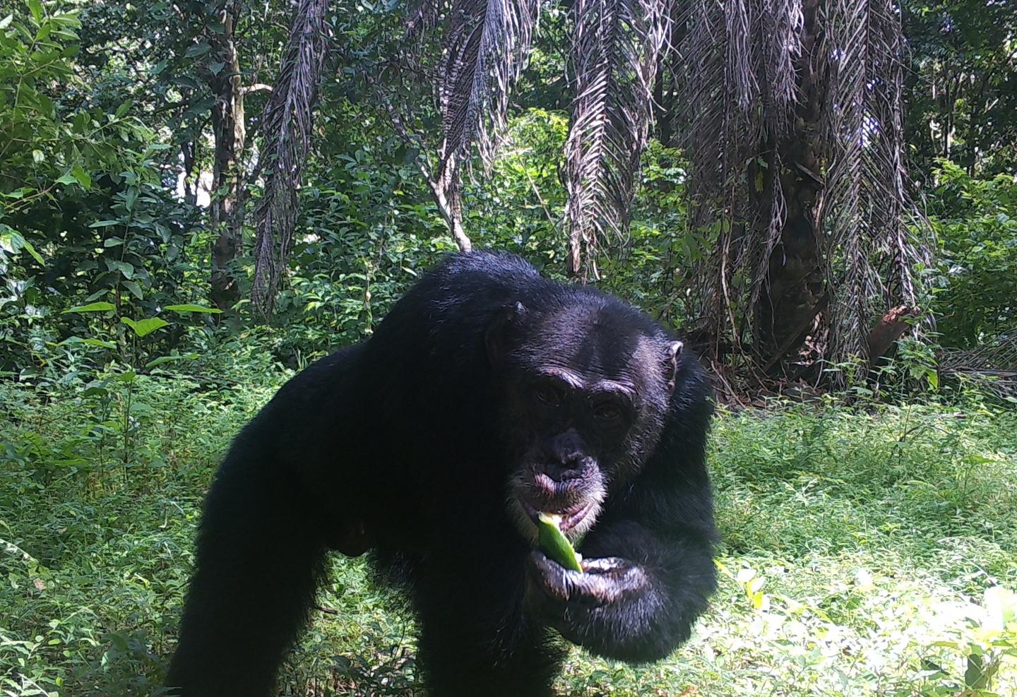 Camera trap image of a chimpanzee feeding on orange fruit behind someone's house