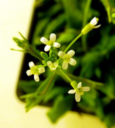 <i>Arabidopsis thaliana</i> (1 of 3)