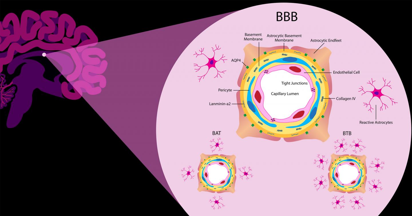 Illustration of the Blood-Brain Barrier