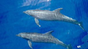 Rosenstiel Marine Researcher Identifies New Bottlenose Dolphin Subspecies