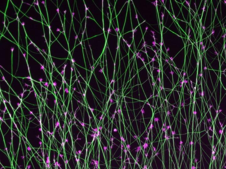Navigation System of Brain Cells Decoded