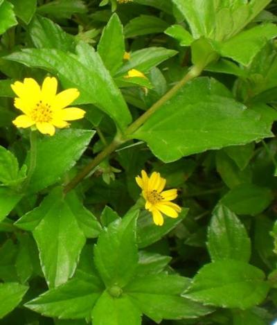 <i>Sphagneticola trilobata</i> (2 of 2)