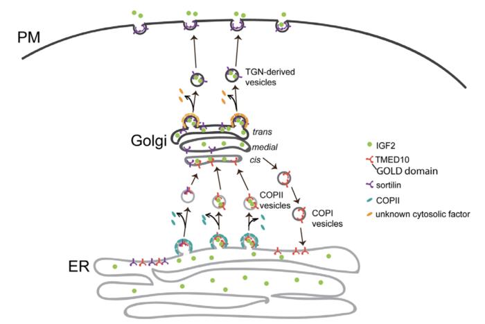 IGF2分泌通路如何調控肌肉幹細胞分化的分子機制