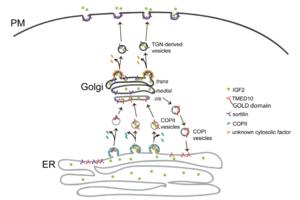 The molecular mechanism demonstrating how TMED10 mediates IGF2 trafficking along the secretory pathway