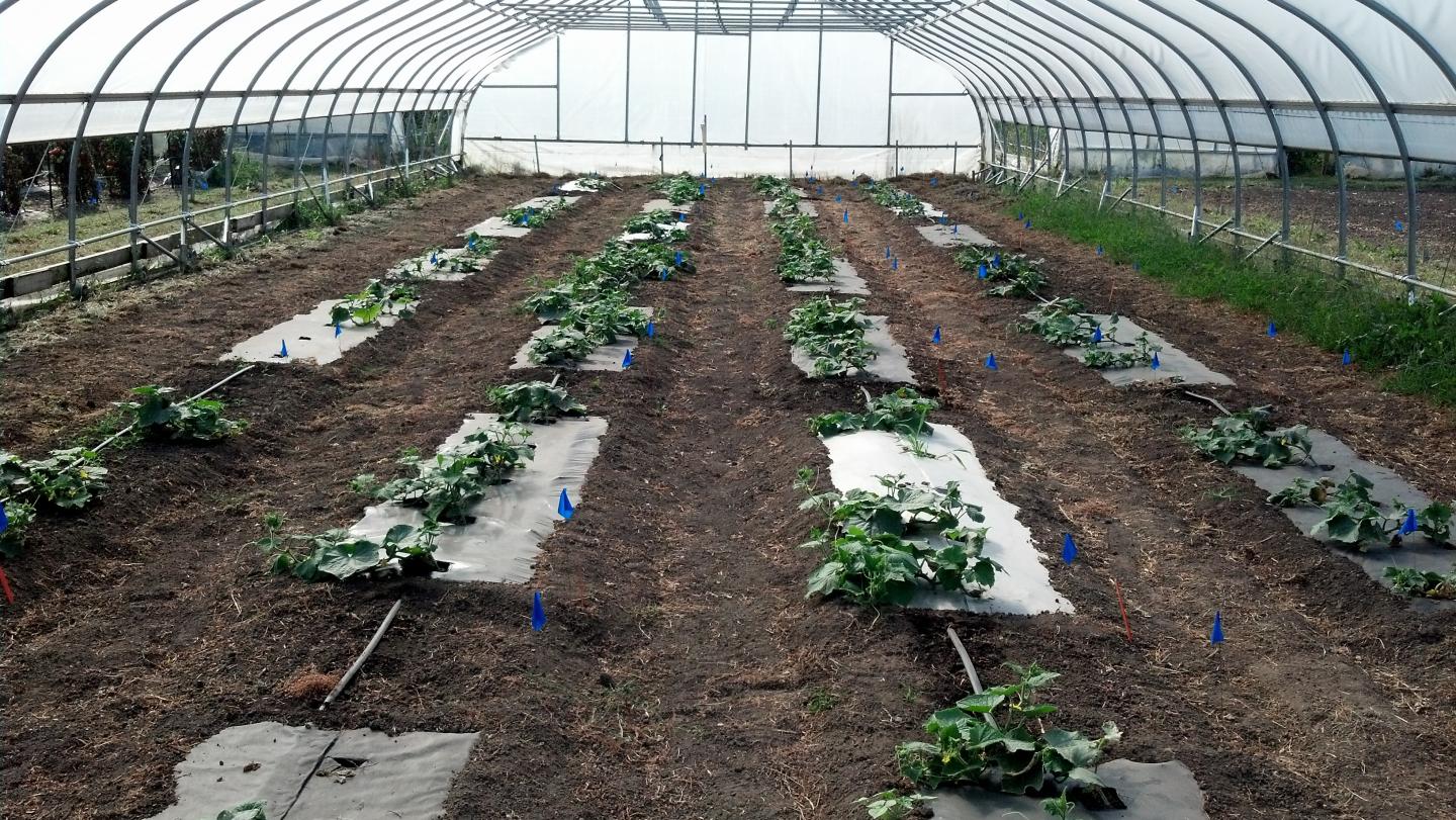 Bioplastic and Biofabric Tested for Cucumber Production