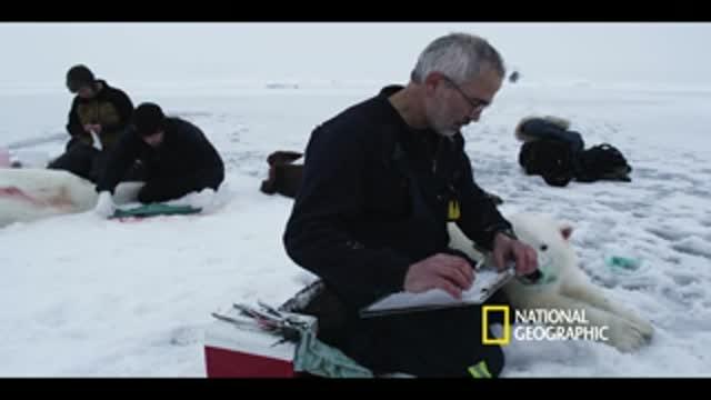 Polar Bear Tracking