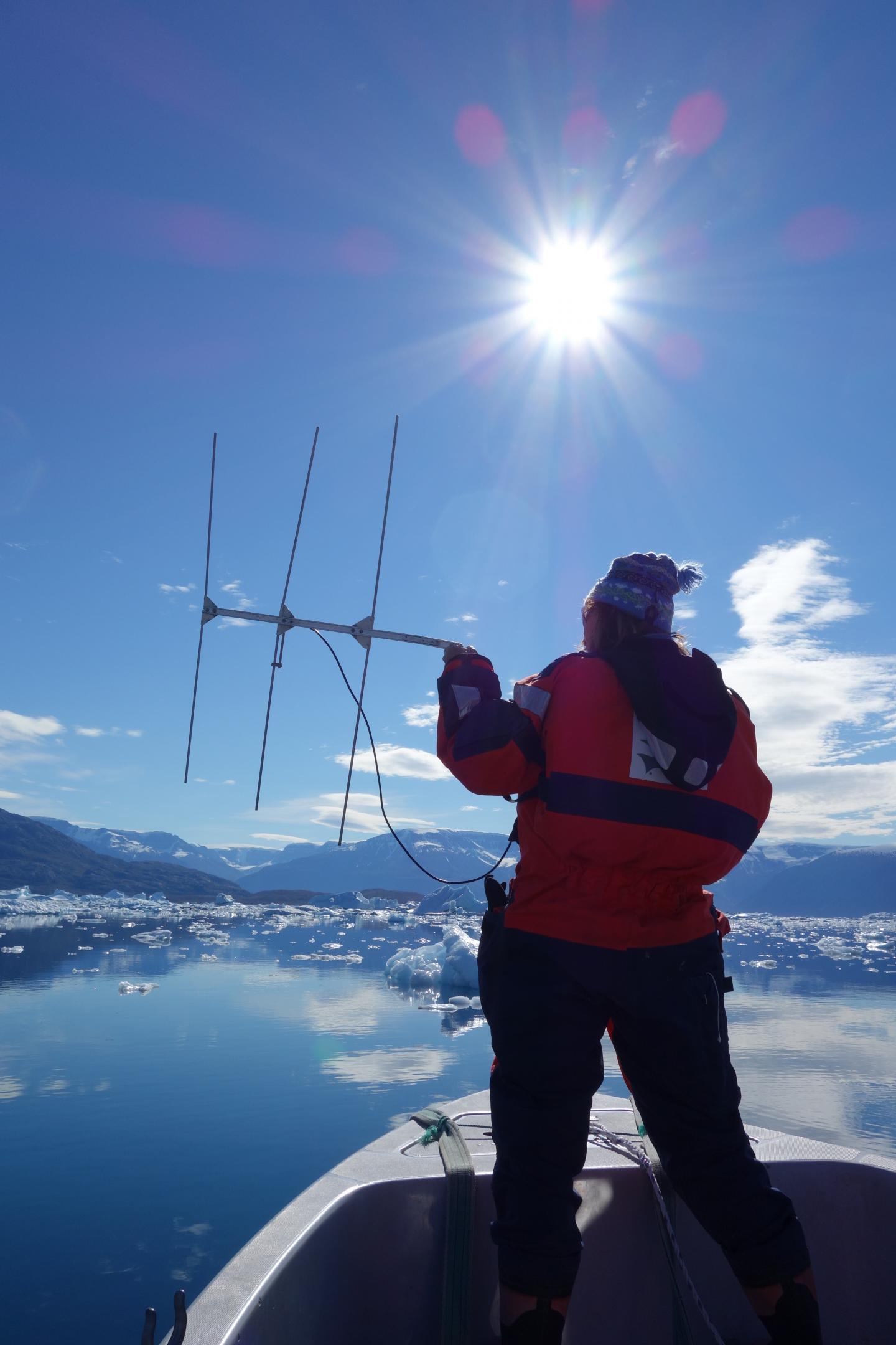 Freeze and Flee: The Costly "Escape" Response of Narwhals (10 of 15)