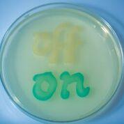 Inflammation-Sensing On/Off Switch in Engineered Bacteria