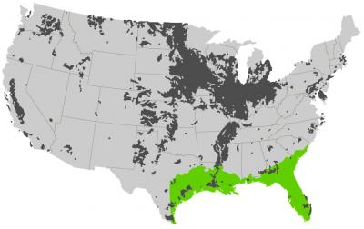 Biodiesel from Abandoned Land in the Southeast US