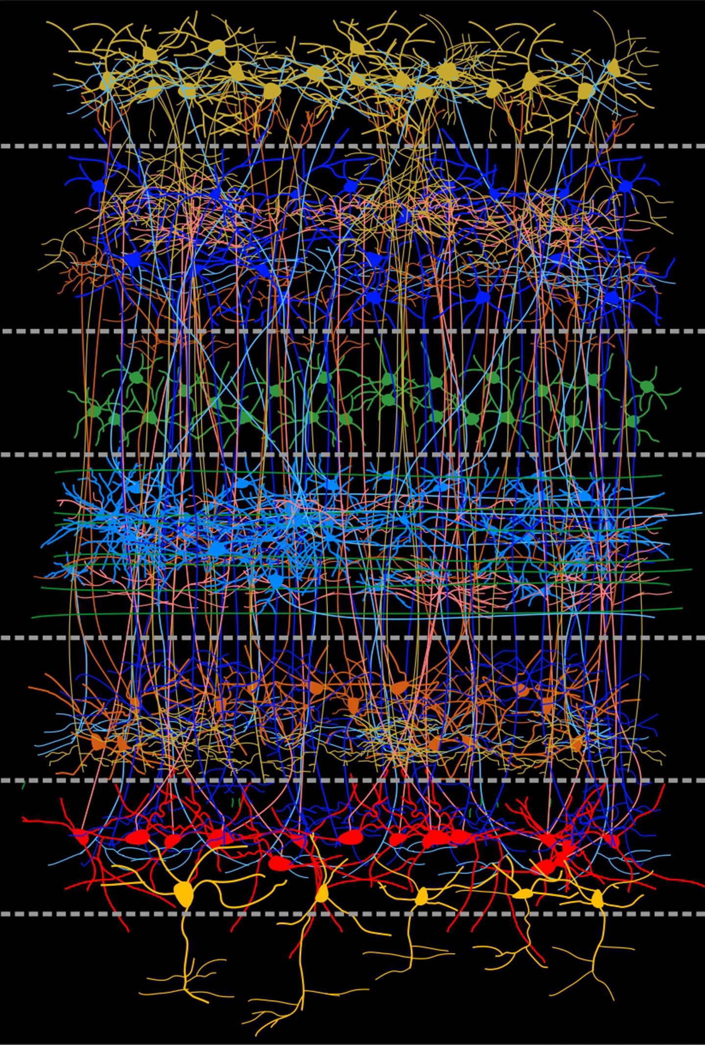 Brain of Birds