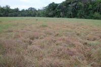 Unidentified 'Black Star' plant species parasitising on grass in tropical Africa