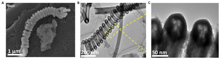 Carbon Nanosprings