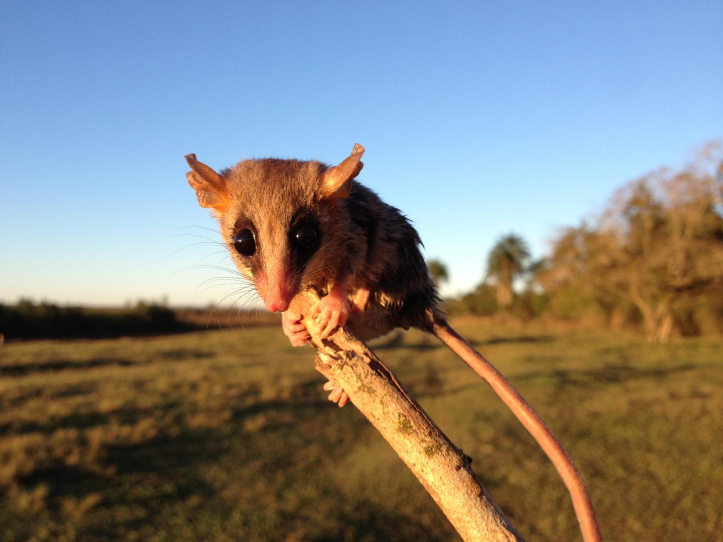 Mouse opossum