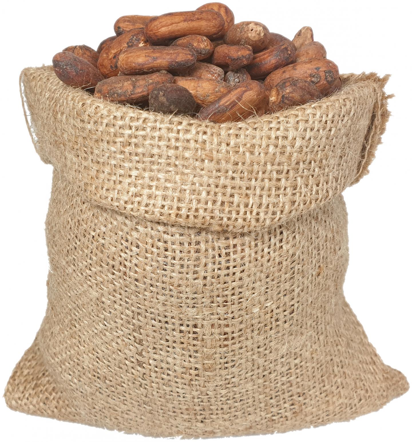 Bag with cocoa beans IMAGE EurekAlert Science News Releases