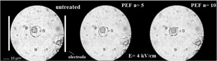 Protoplast serves as a model system for visualizing the impact of PEF-induced (4kV/cm) membrane rupture and cell shrinking