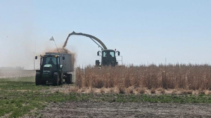 CABBI miscanthus harvest