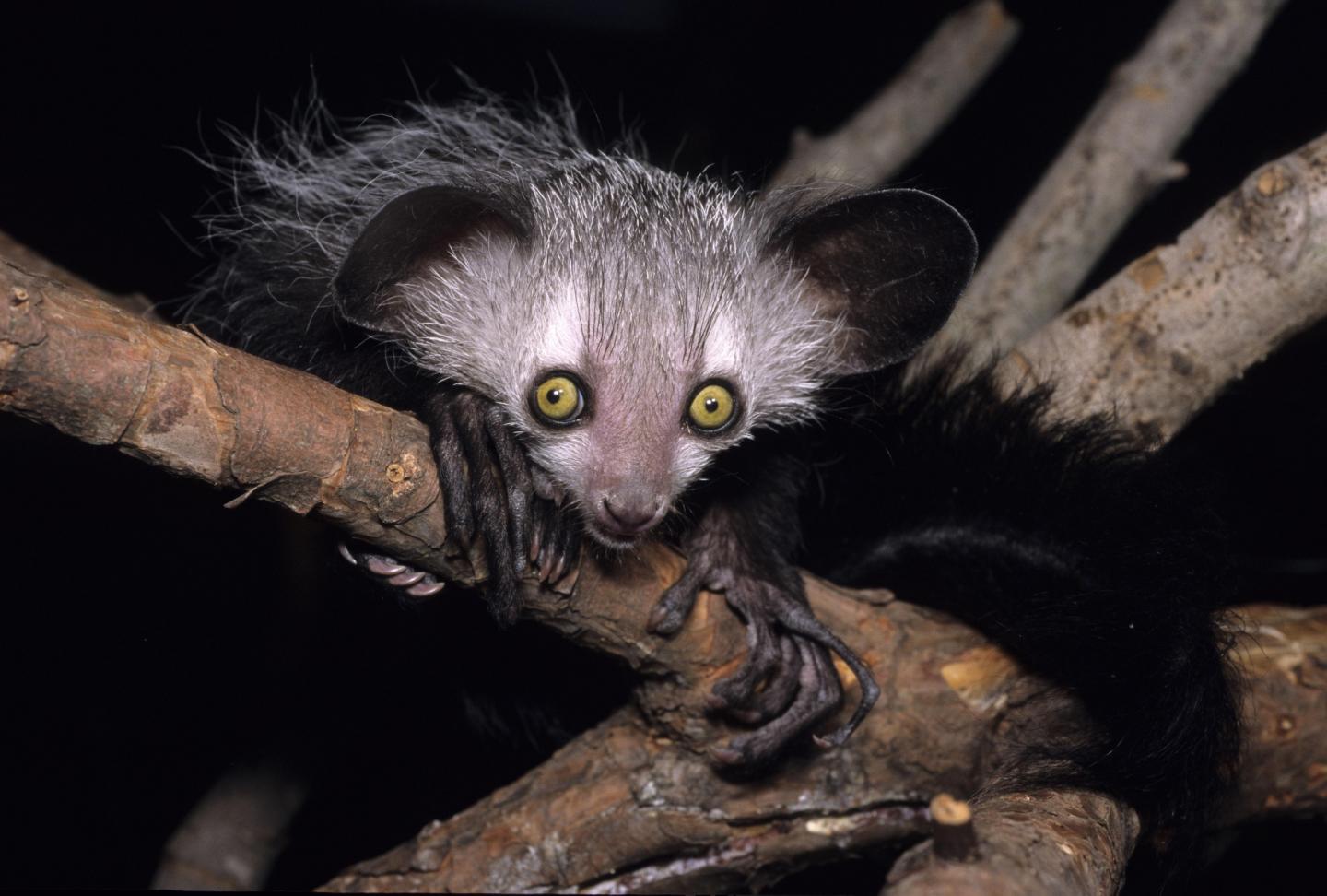 The Aye-Aye