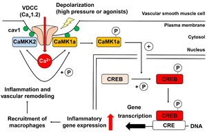 The molecular mechanism underlying the development of arteriosclerosis