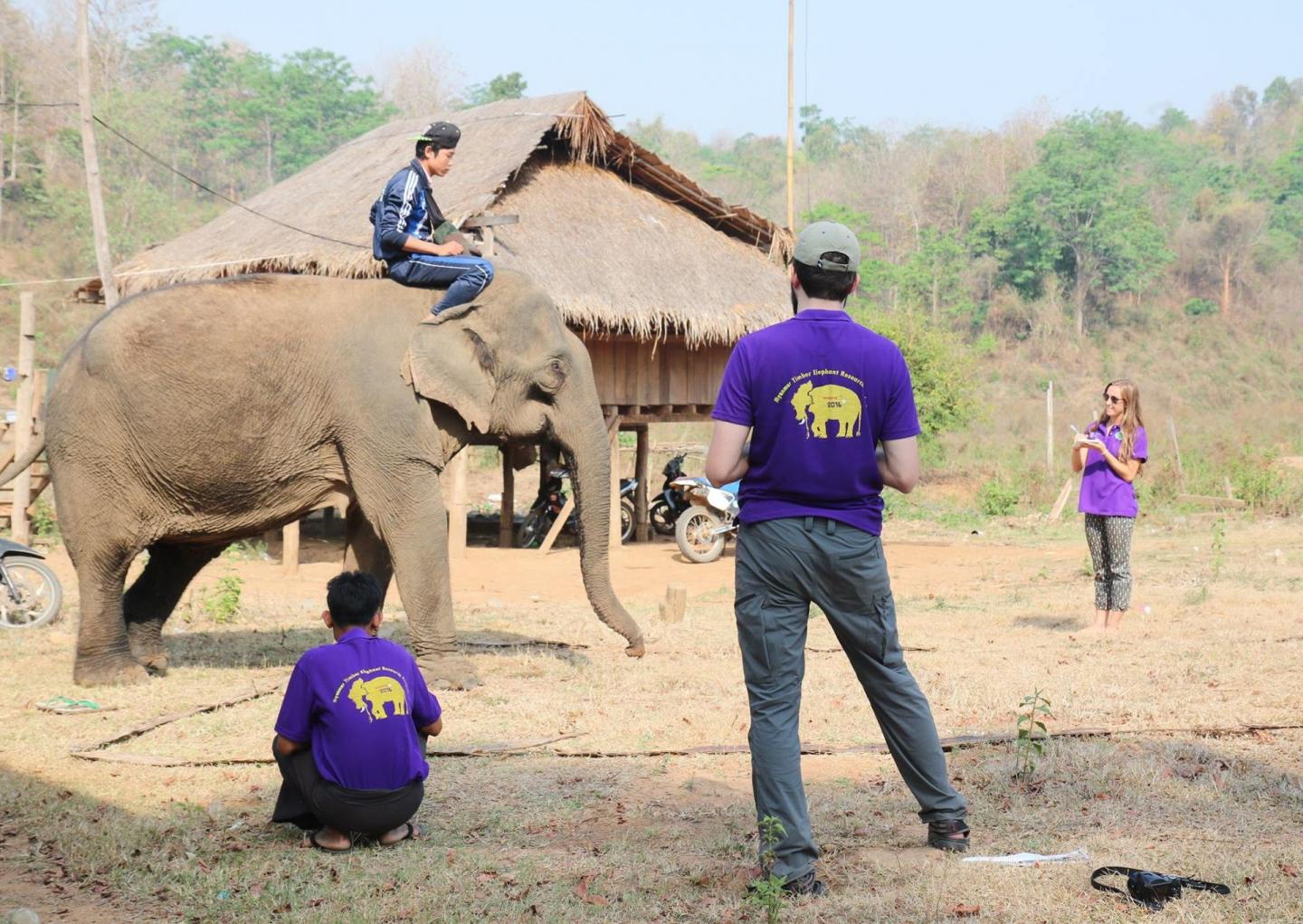 Myanmar Timber Elephants