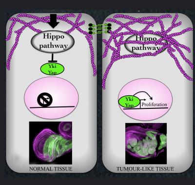 Cytoskeleton Controls Hippo Pathway and Cell Proliferation in the Fly Embryo