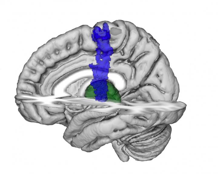 The Thalamus and Primary Motor Cortex