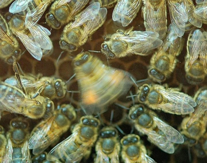 Honigbiene beim SchwÃ¤nzeltanz