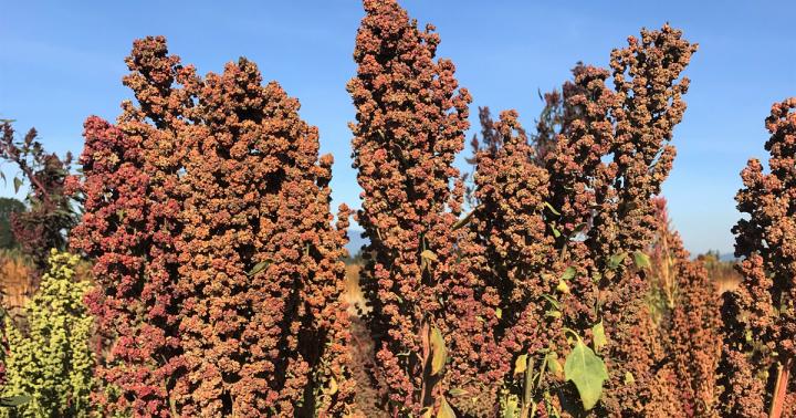 Tall Quinoa