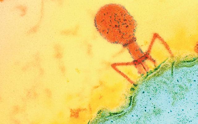 Bacteriophage, University of California San Diego School of Medicine
