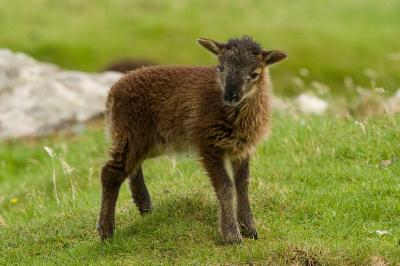 Soay Lamb
