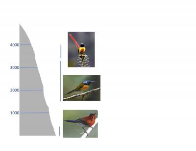 Sunbird Species by Elevation