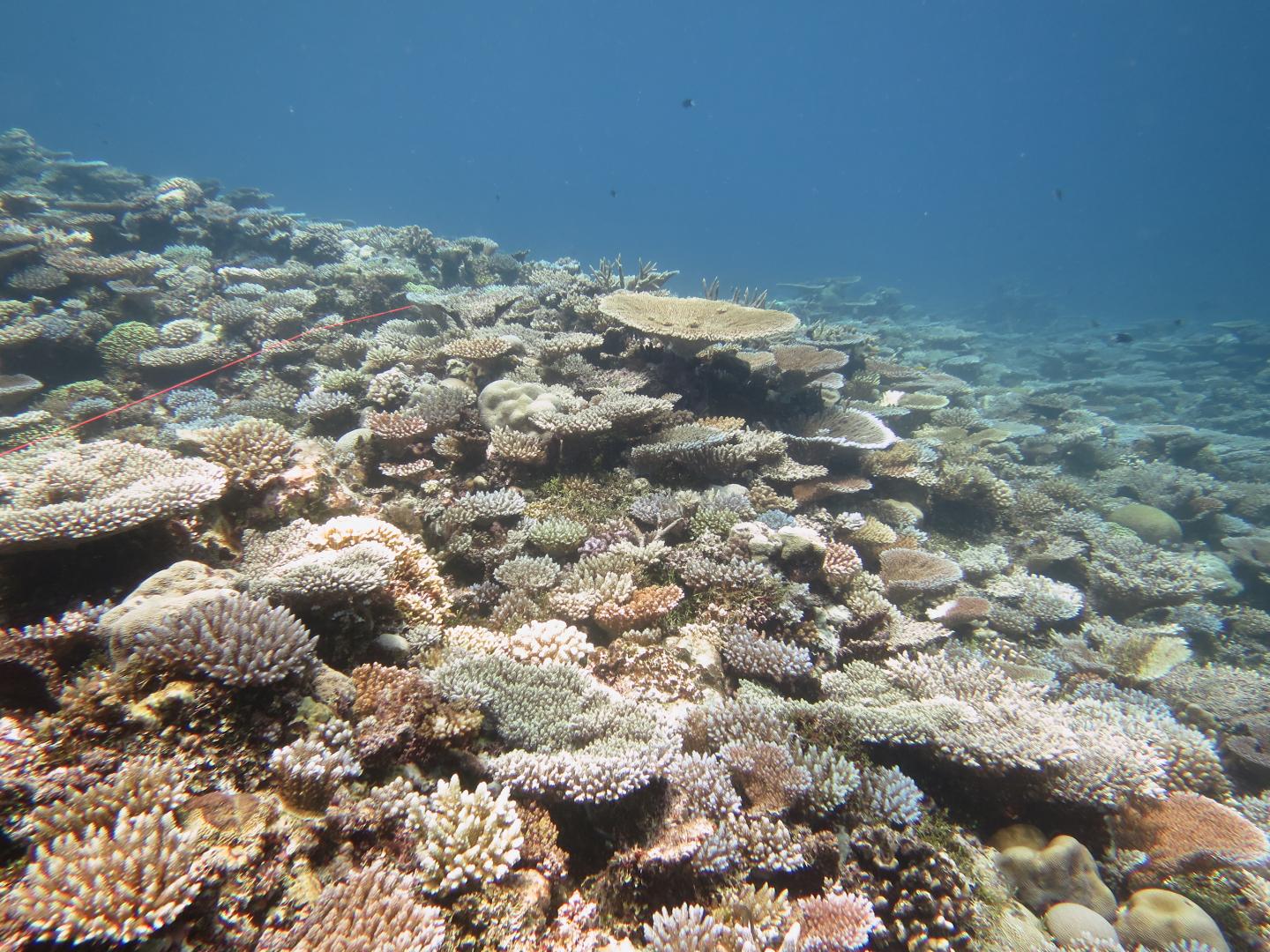 2016 Coral in Chuuk, Micronesia