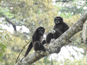 Two of the White-handed gibbons of the Hylobates lar lar subspecies undergoing rehabilitation process at Pulau Ungka, NWRC