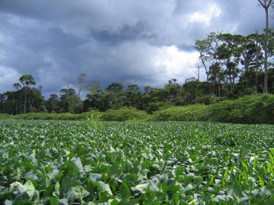Soybean Field in Mato Grosso, Brazil
