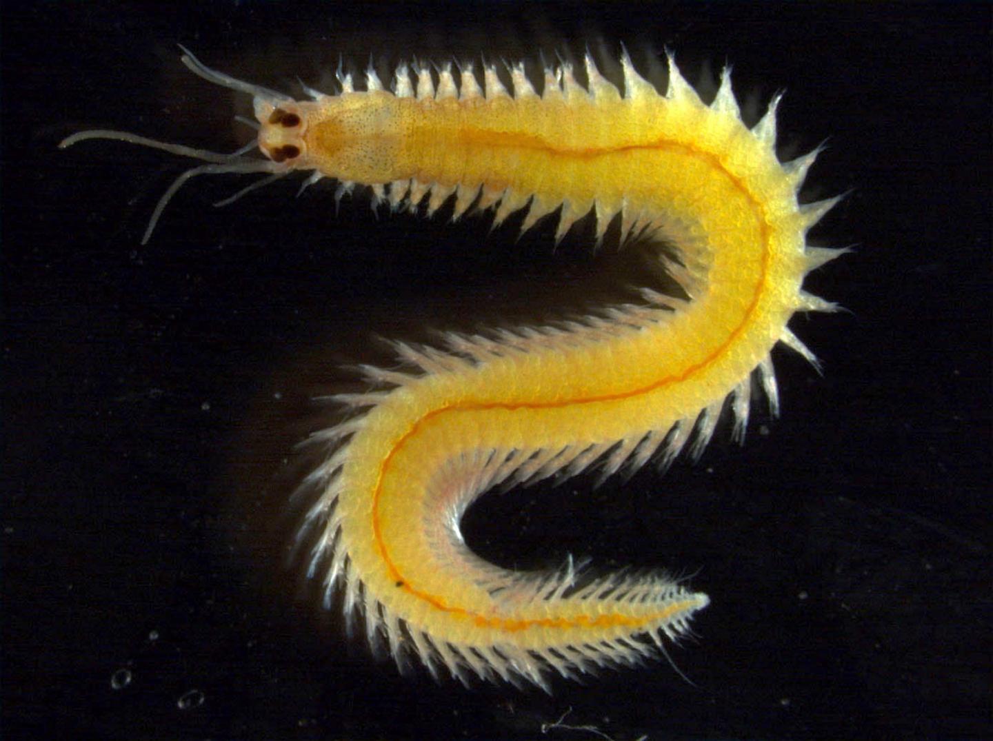 Female Bristleworm