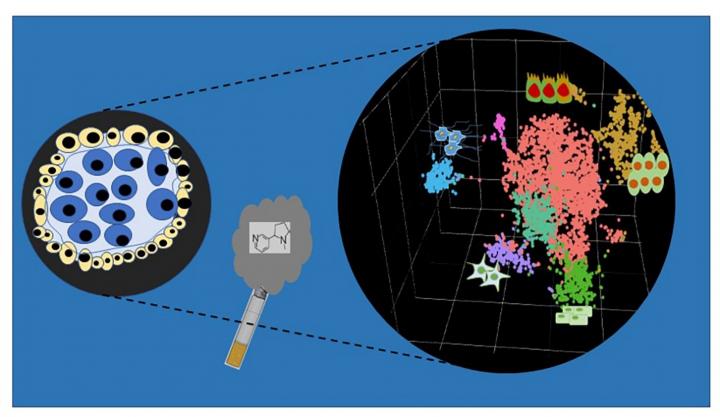 Studying the Effects of Nicotine Exposure on Stem Cells