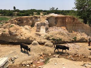 Cows crossing a canal destroyed by irregular water flow in Humpata (Huíla, Angola). Photo by Ruy Blanes, October 2020.