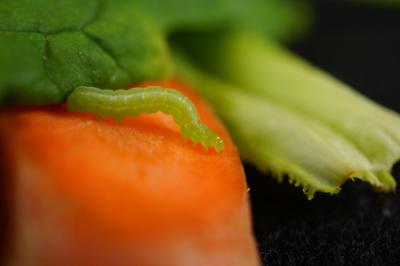 That Grocery Store Cabbage Is Alive (1 of 3)