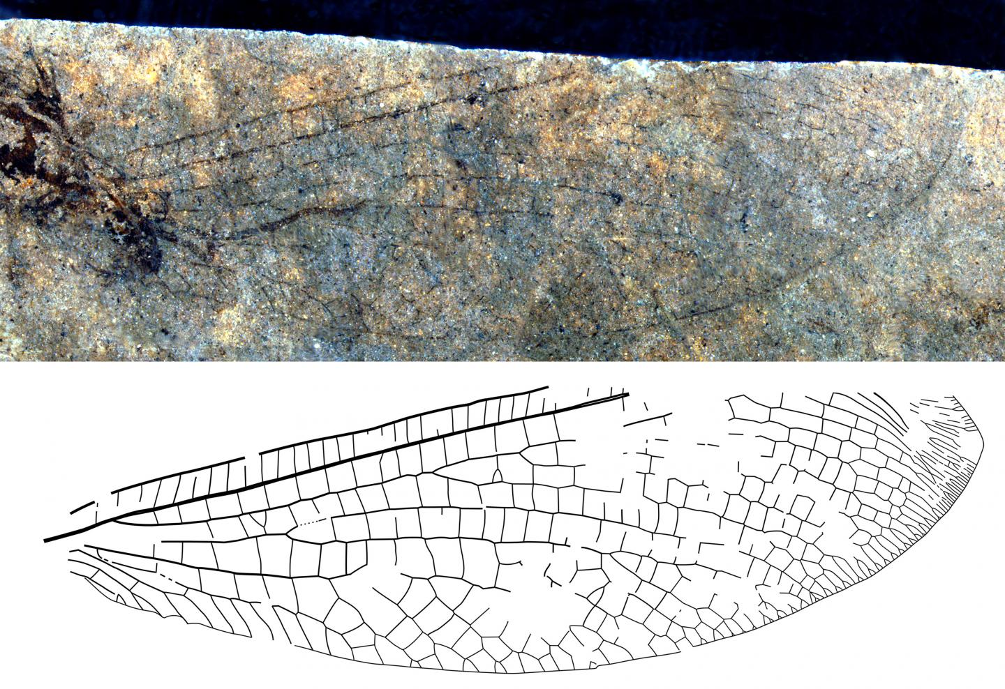 New fossil discovery shows 50 million-year-ol | EurekAlert!