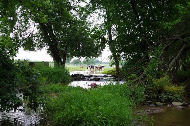 Cows Observe Researchers