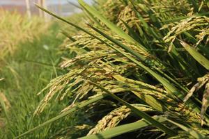 Cold damage is a major challenge in rice production.