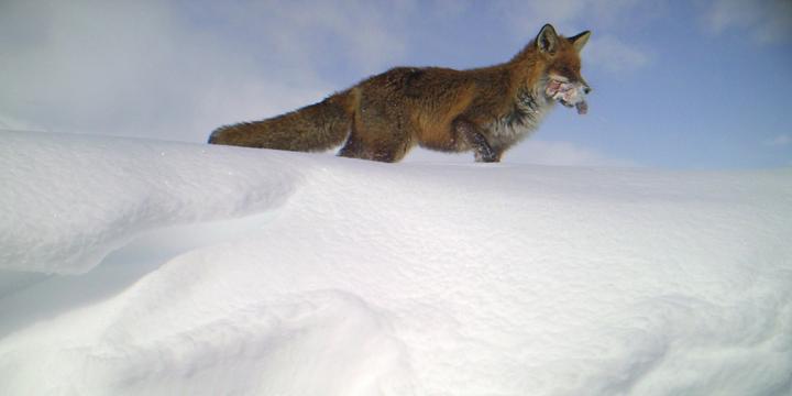 Red Foxes Expanding into Arctic Fox Territories