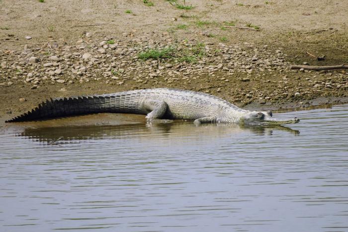 Gharial (Gavialis gangeticus)