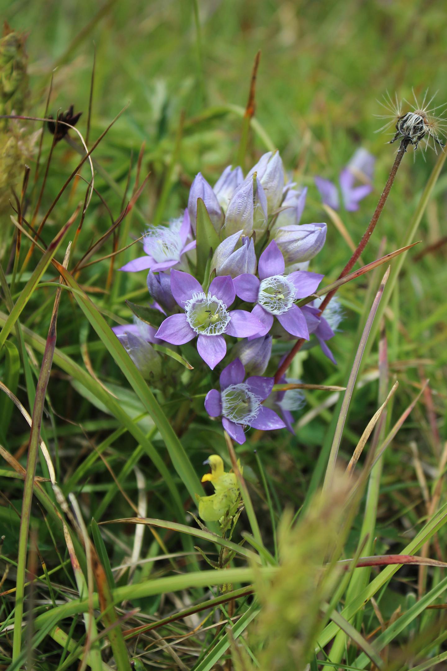 Not Only Known to Alpine Friends