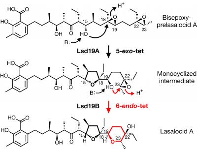 Epoxide-opening Cyclic Ether Formation