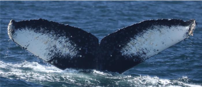 Audible changes in marine trophic ecology: Baleen whale song tracks foraging conditions in the eastern North Pacific